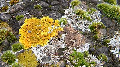 20100125_korstmossen1