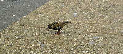 20100320_spreeuw_amsterdamamstel