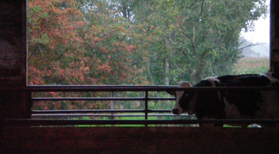 Uitzicht vanuit de koeienstal